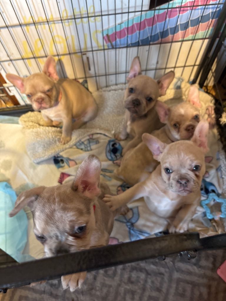 French Bulldogs 