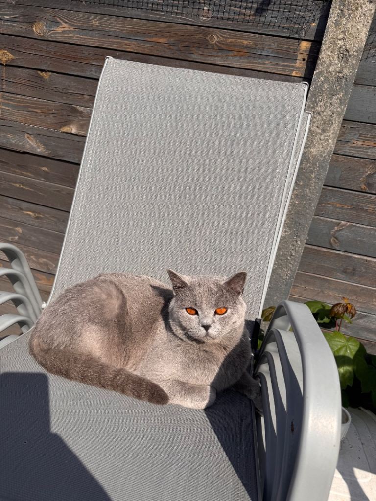BRITISH SHORTHAIR 
