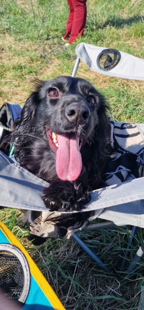 Will you give our Bella the home she needs?