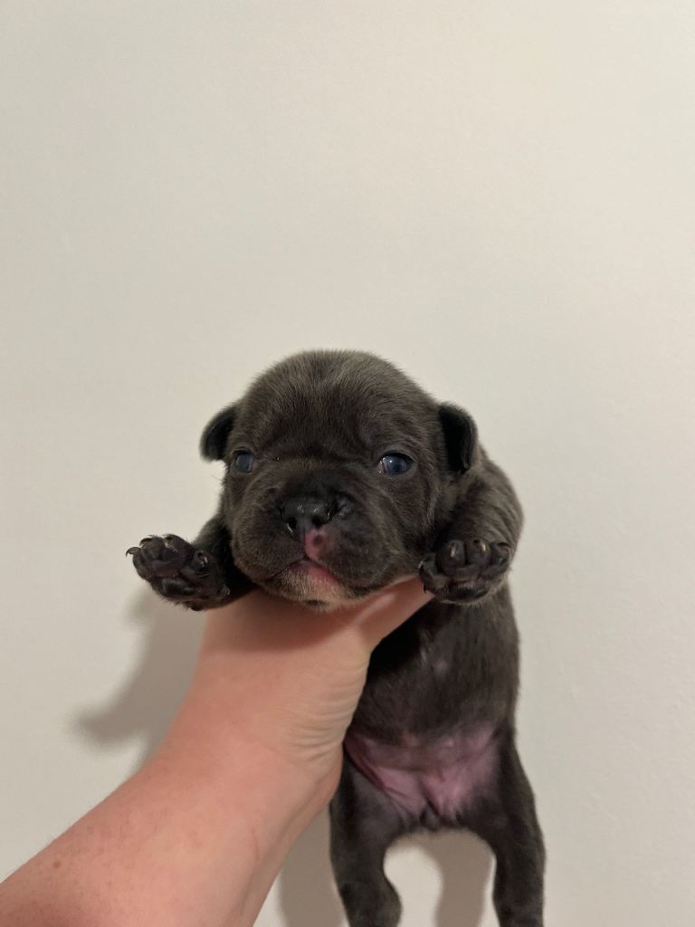 5 French bulldog puppies