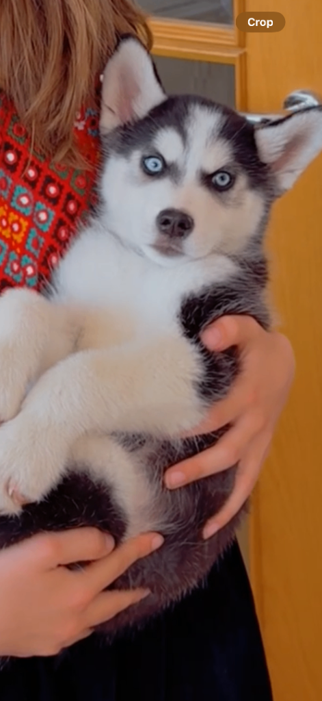 Husky puppy 