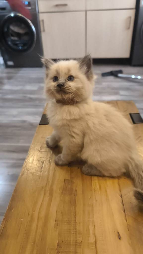Ragdoll kittens 