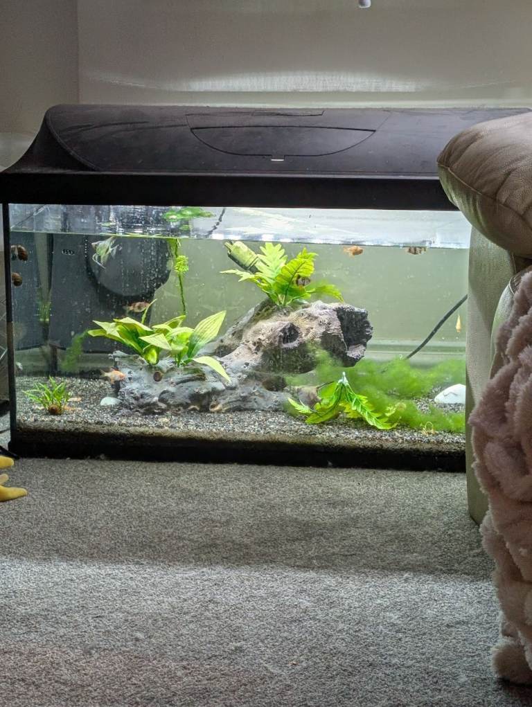 120 litre tank with fish, snails and shrimp