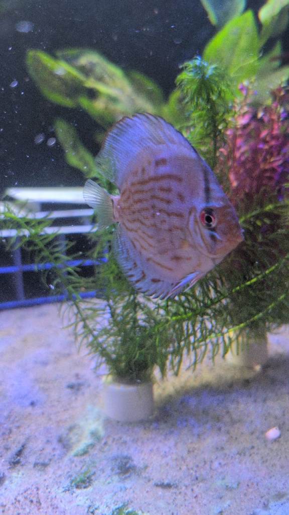 Discus.loaches 