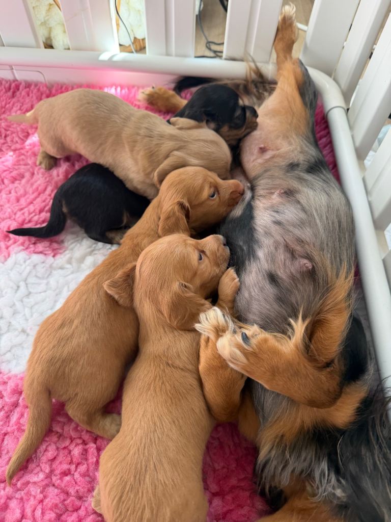 Exceptional KC Registered Long-Haired Dachshund Puppies ✨