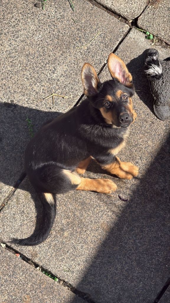 3/4 German shepherd 1/4 Rottweiler pups