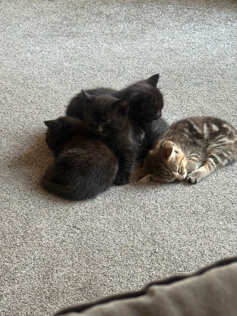 Kittens for sale 