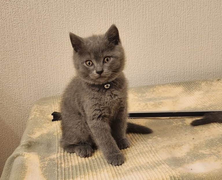British short hair blue kittens 
