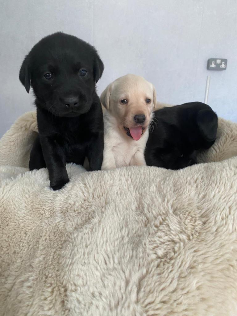 Stunning Labrador puppies