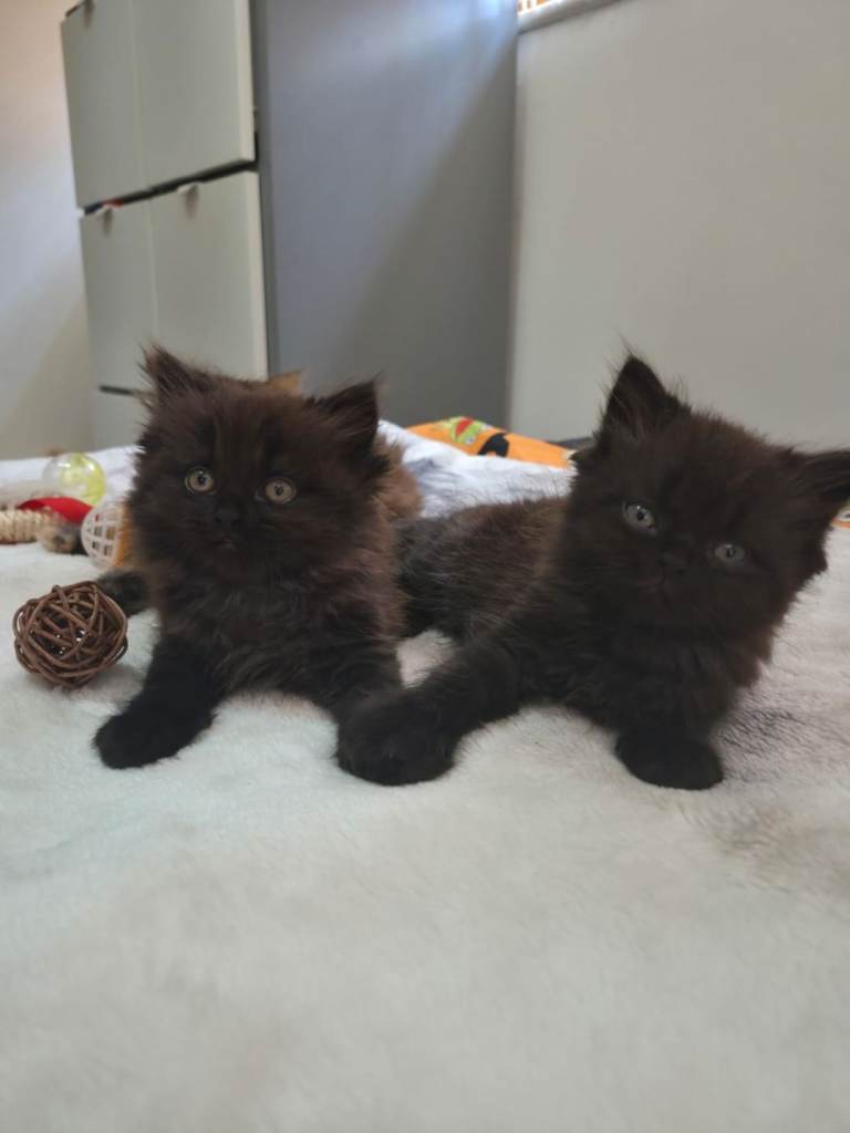 Persian cross kittens 
