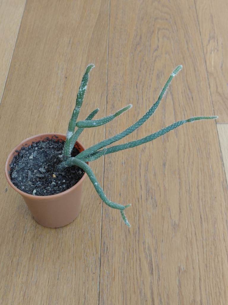 Rhipsalis baccifera horrida (mouse tail cactus) - succulent plant