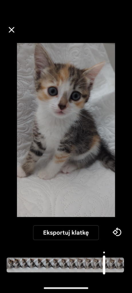 Beautyful tri-colored cats , also called Calicos . Boy and four girls .