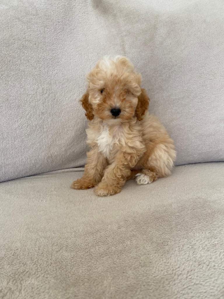 F1b cockapoo puppy’s 3 left 
