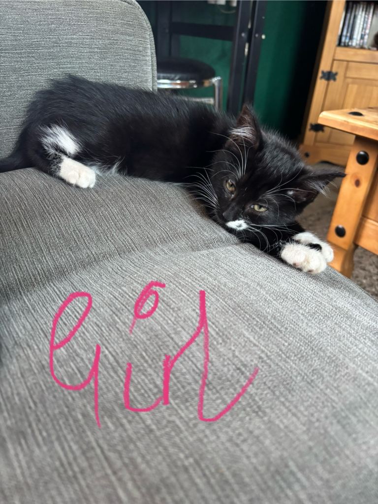 5 Kittens, ready to leave now 