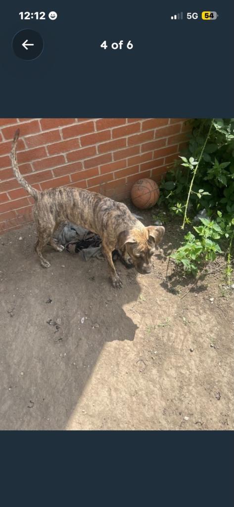 Staff/English Bulldog for Sale