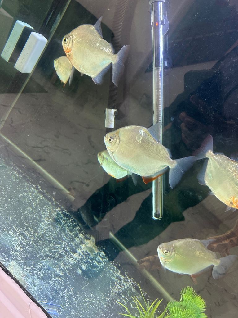 Fish