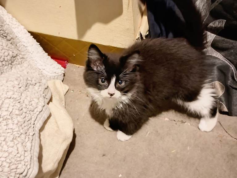 Main coons ready for forever homes