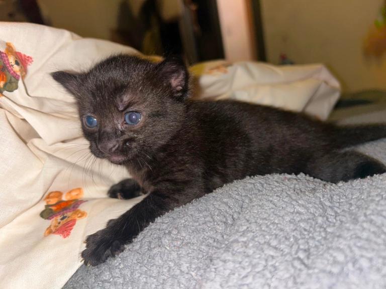 Three kittens ready soon 