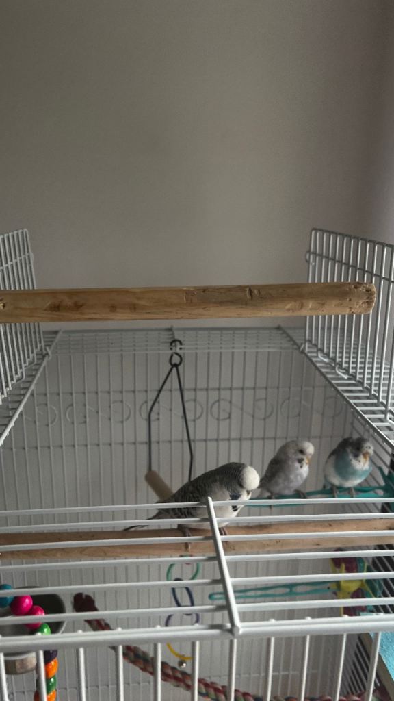 Bird cage