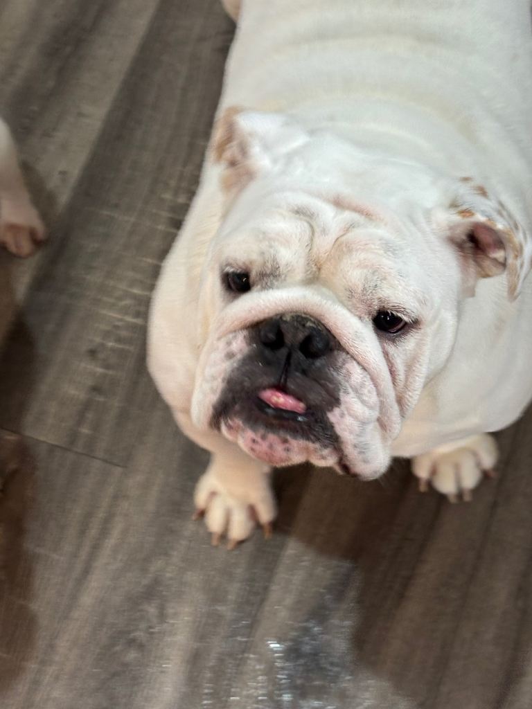Female bulldog looking for a home