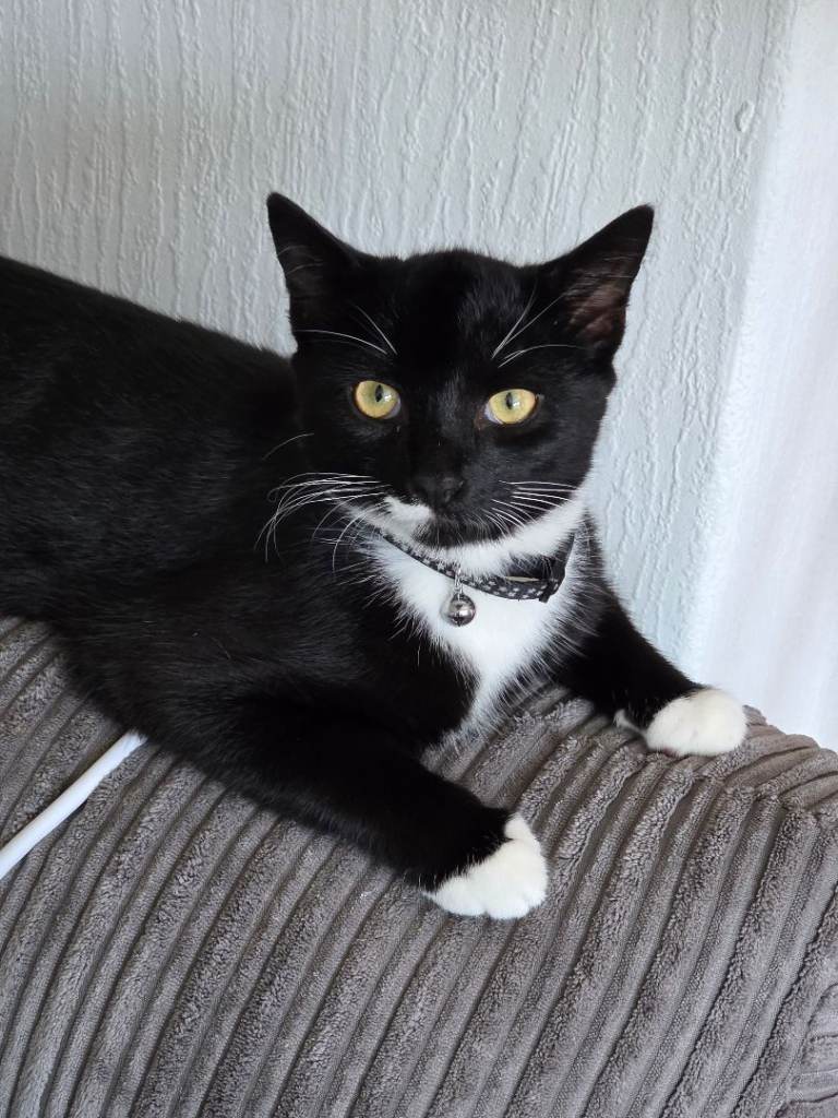 4 months old cat