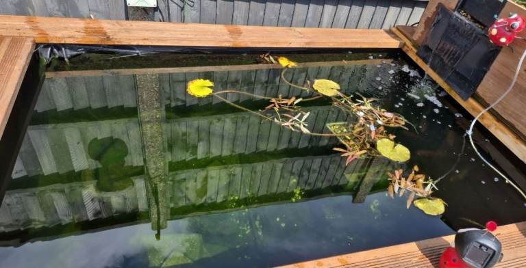 Pond stock clearance 