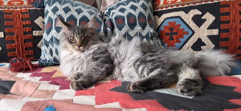 Maine Coon kittens all male 