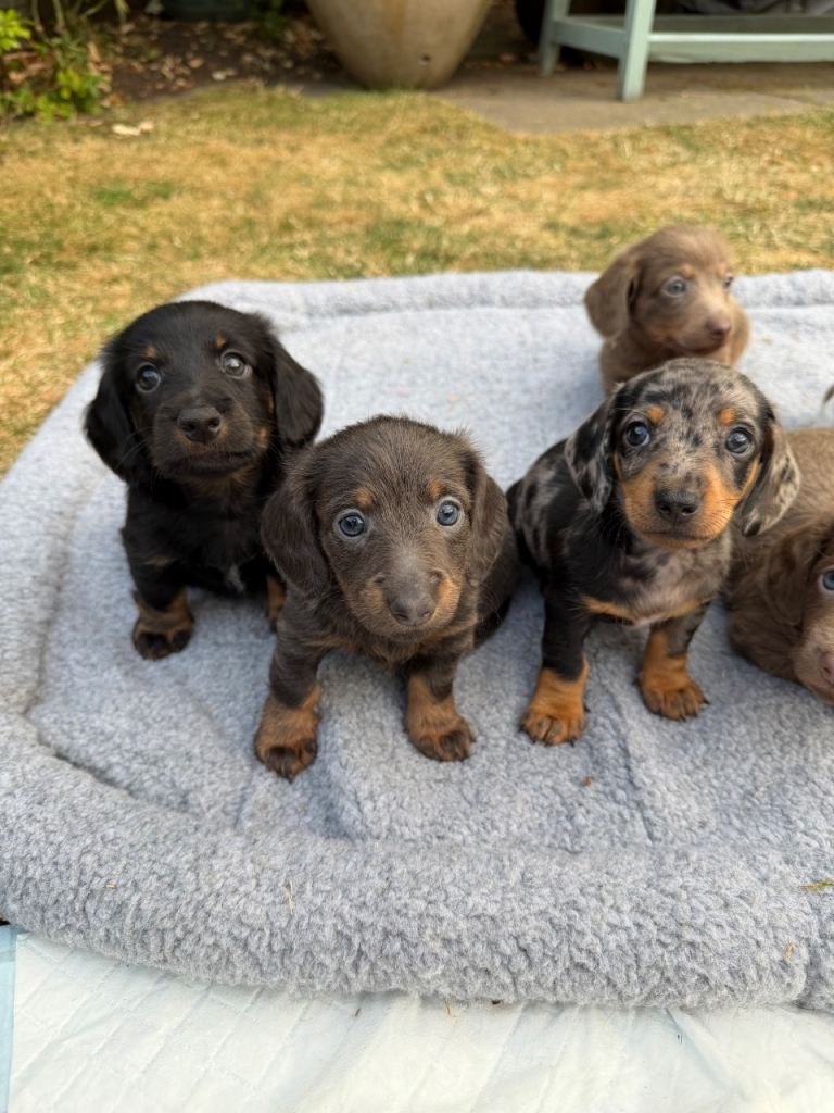 KC registered short haired and long haired puppies 