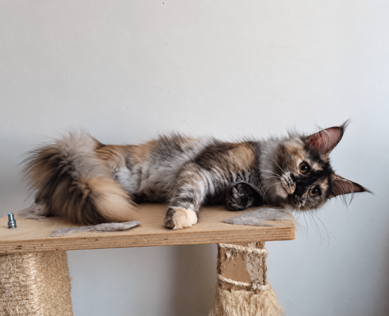 Maine Coon girls 