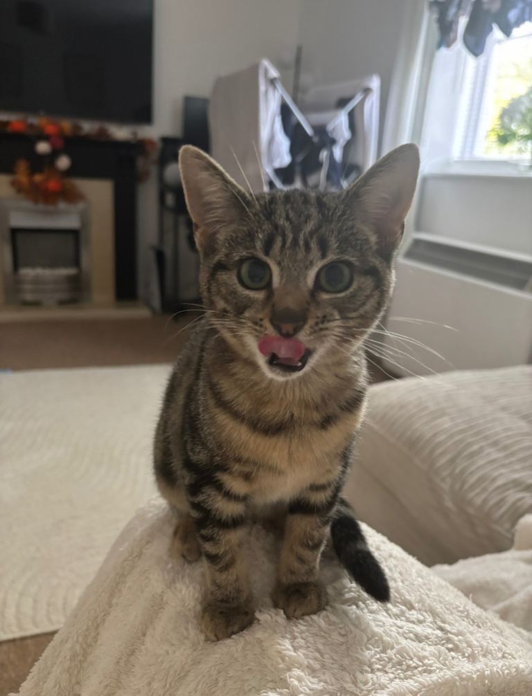 Kitten for sale 