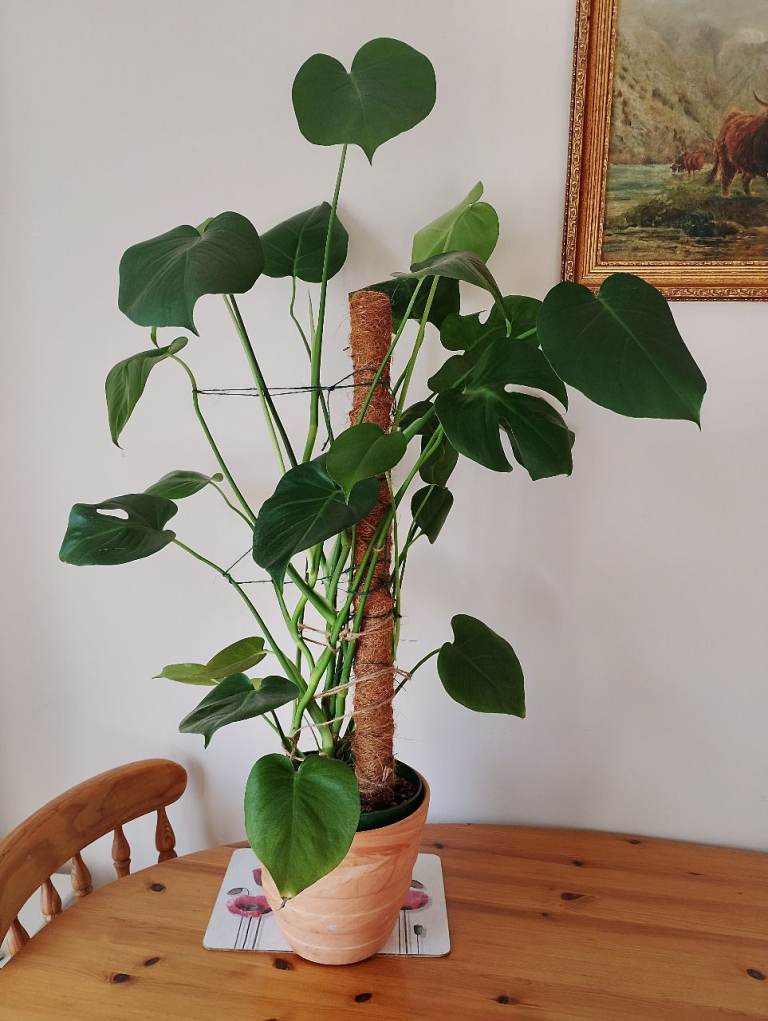 Monstera Deliciosa (Swiss cheese plant) in Terracotta Pot