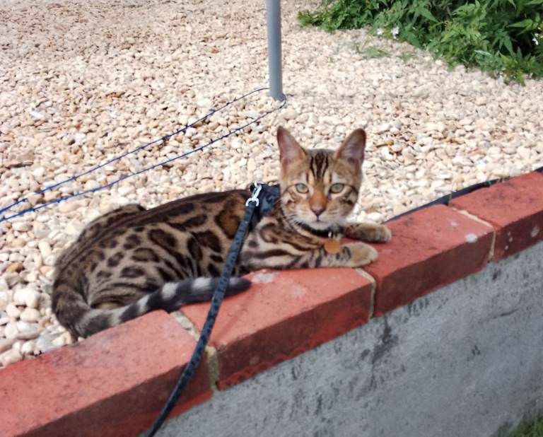Bengal cat for sale £600