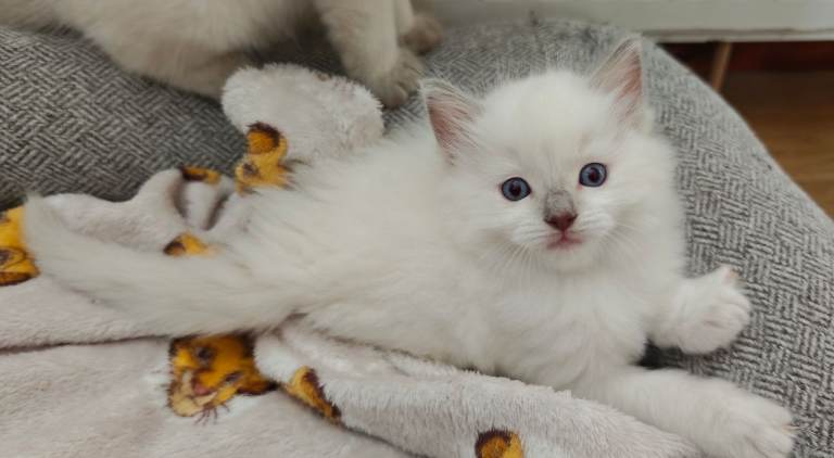 Ragdoll Kittens 