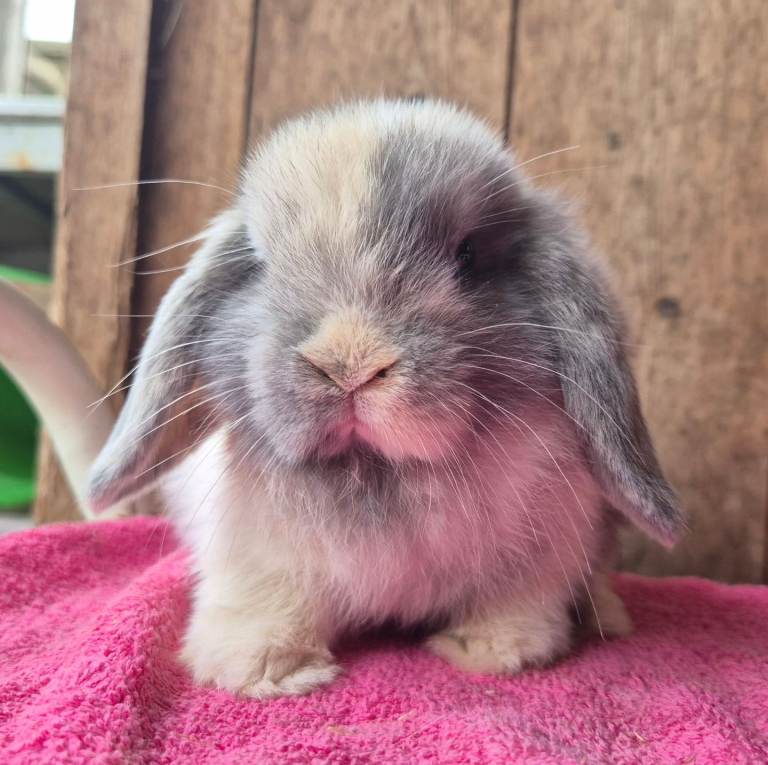 Mini lop doe 