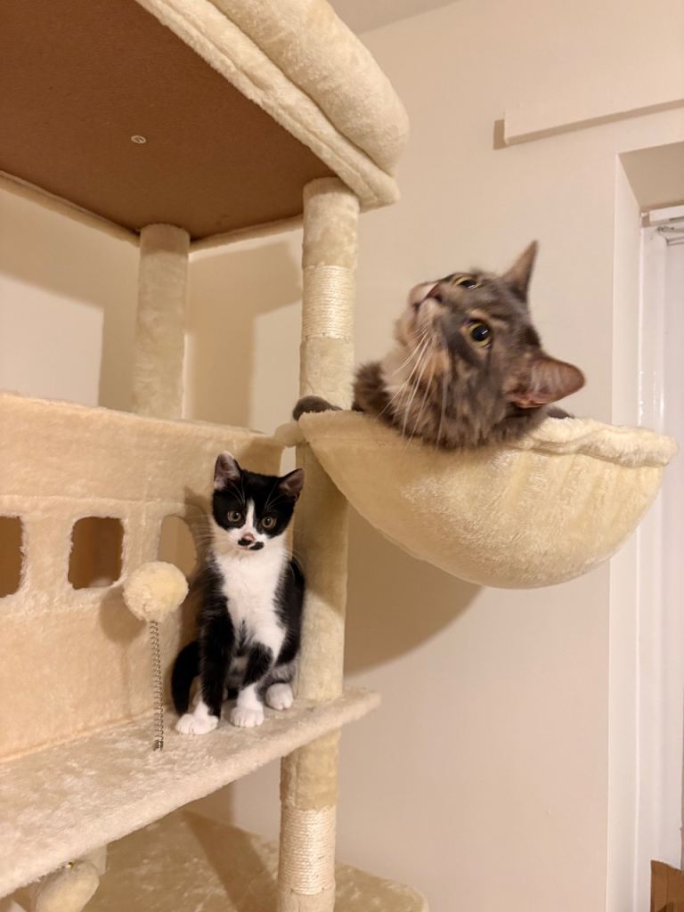 Female kitten needs forever home 