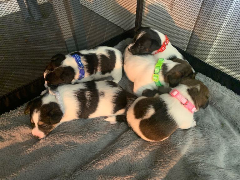 Jack russel puppies (RESERVED)