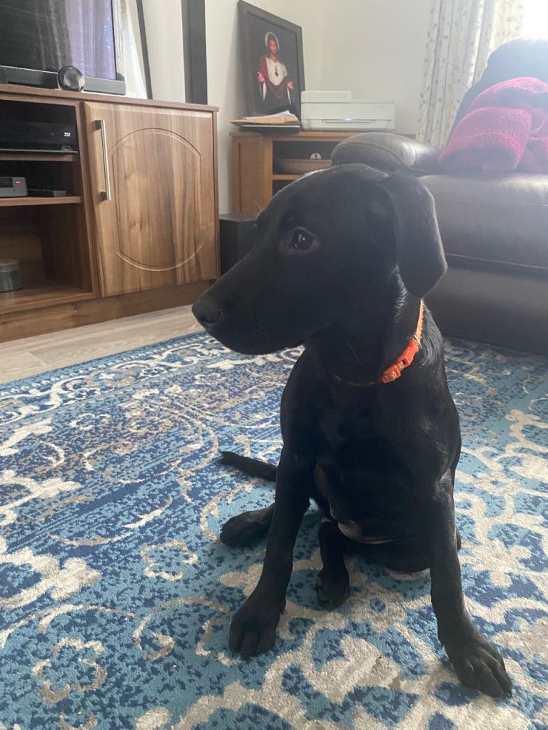 Kc registered Black Labrador Bitch - Minnie