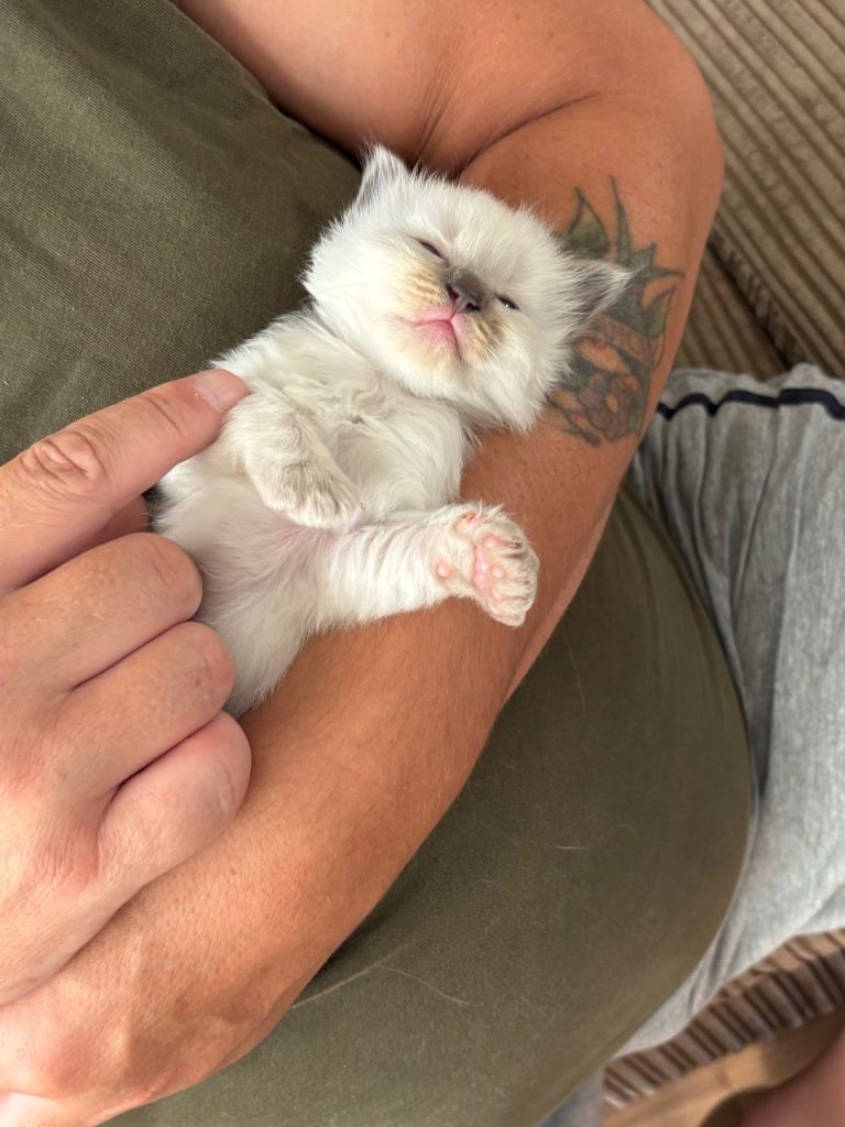 Ragdoll blue mitted kittens born 10/07/26