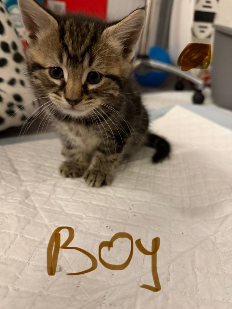 Kitten