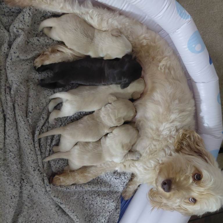 Labradoodle puppies 