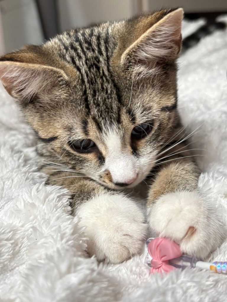 Very cute British shorthair looking for their homes