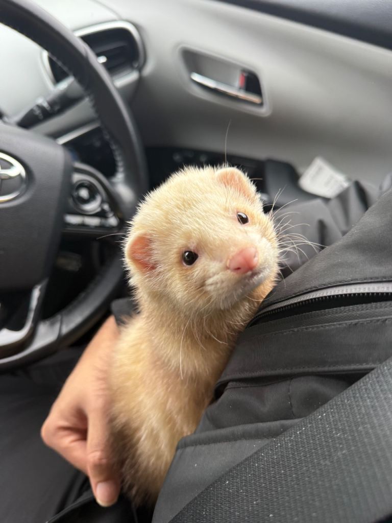Ferret