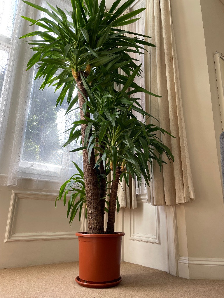7-8ft Yucca house plant