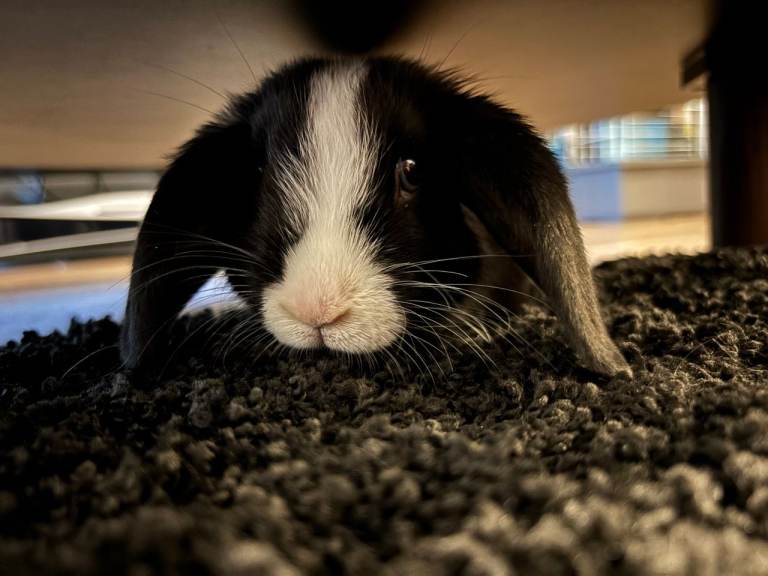 Affectionate rabbit for rehome 