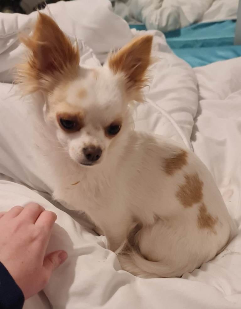 2 year old Chihuhaha 