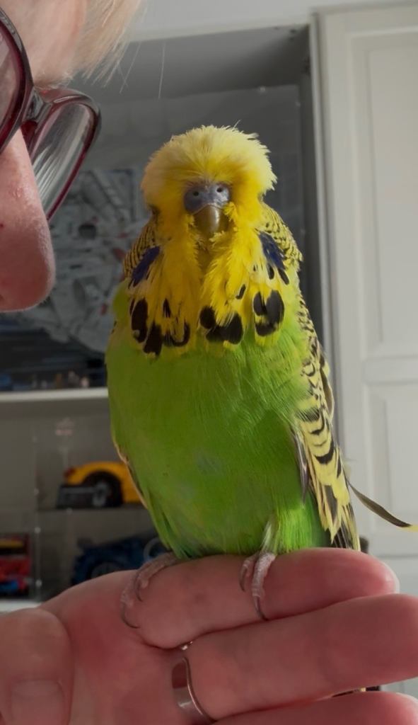 Super Tame Male Exhibition Budgie