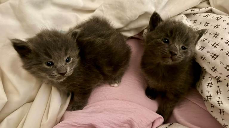 Two adorable Russian Blue babies 