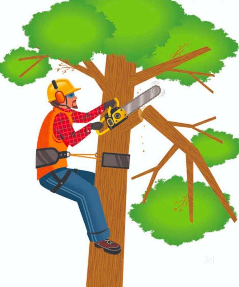 Old trees wanted for firewood 