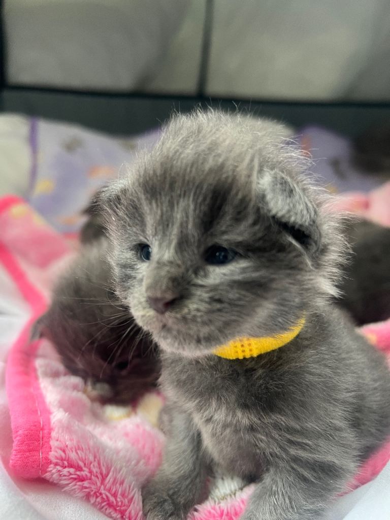 TICA Blue smoke Russian Maine Coons. World champion lineage