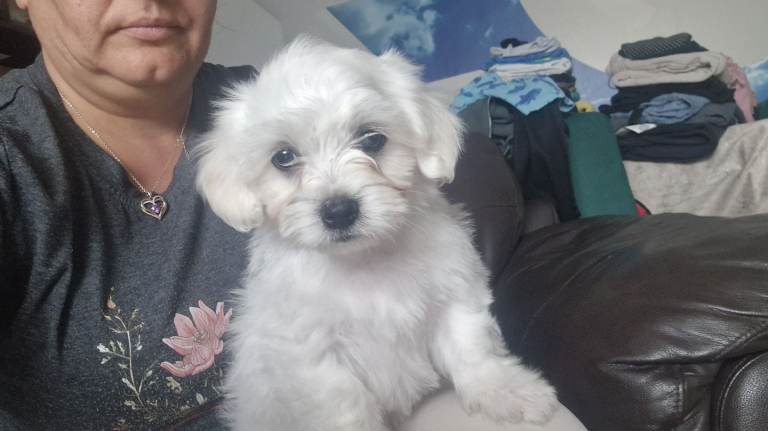 Lovely Maltese puppy 